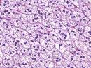 Histology 81670516histology.jpg